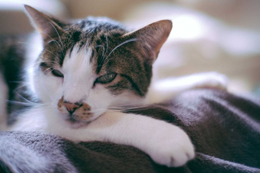 understanding cat behavior
for new owners slow blinking
and affection signs