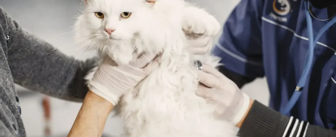 Vet Costs in USA Explained 2026: Average Prices, Breakdown & Smart Saving Tips