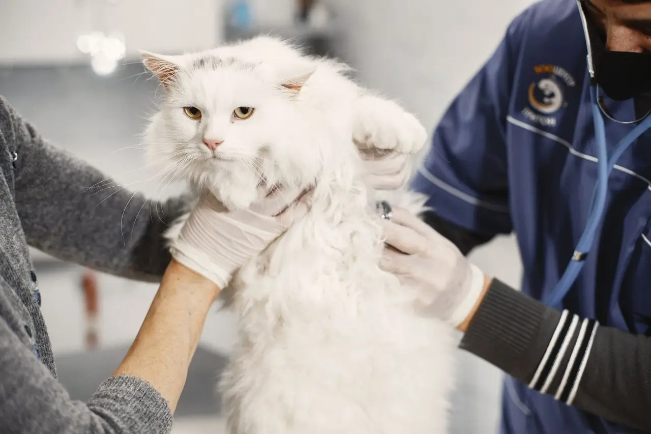 Vet Costs in USA Explained 2026: Average Prices, Breakdown & Smart Saving Tips