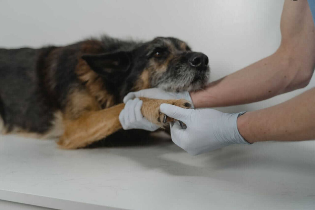 when vet costs are worth paying
red flag emergency symptoms
that need immediate attention