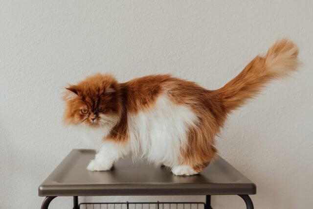 why regular cat grooming at
home matters matting shedding
and health prevention