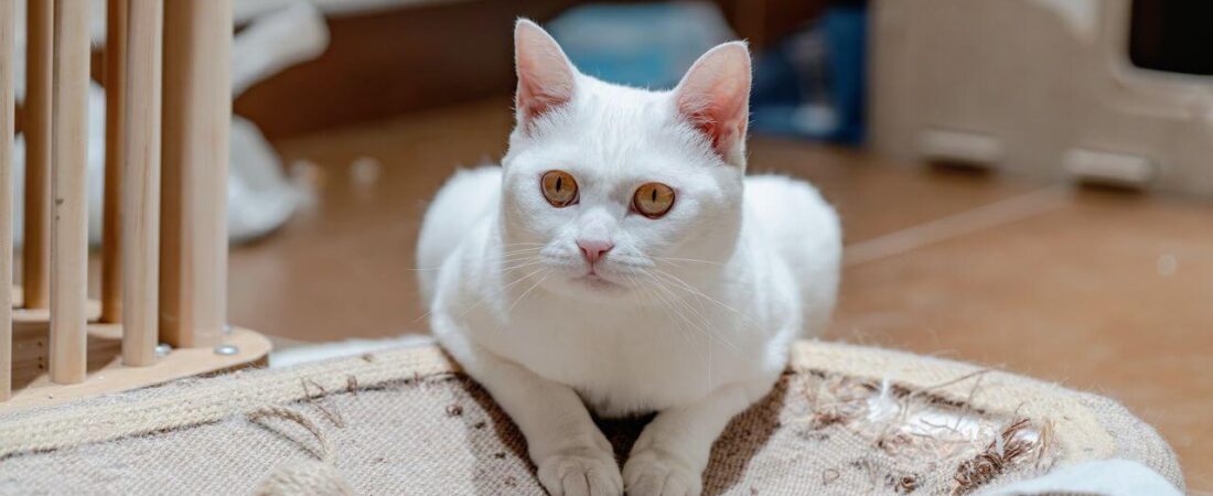 Why Cats Scratch Furniture and How to Stop It in 2026: Effective Solutions for USA Homes