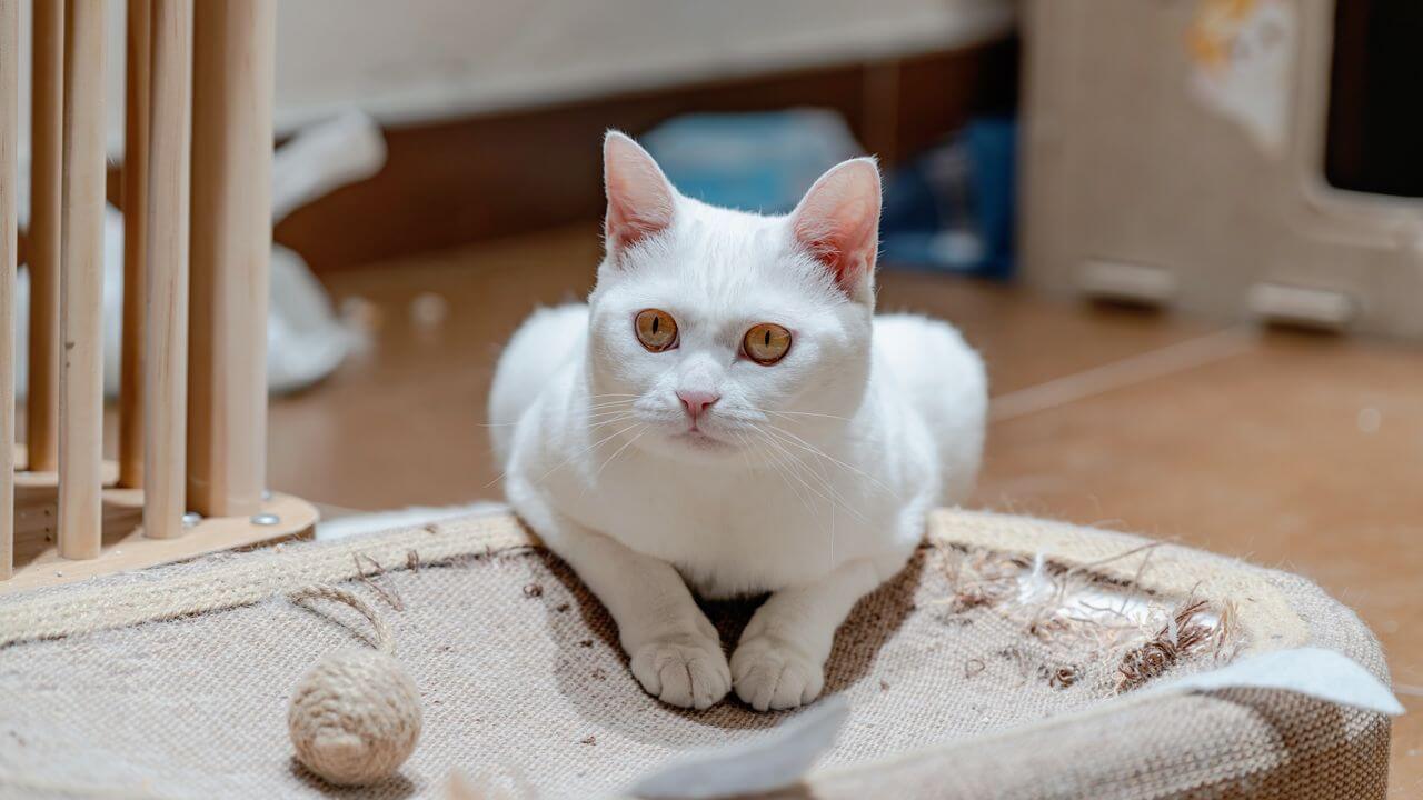 Why Cats Scratch Furniture and How to Stop It in 2026: Effective Solutions for USA Homes