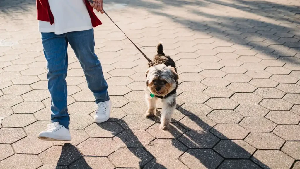 Owner walking one of the best apartment dog breeds