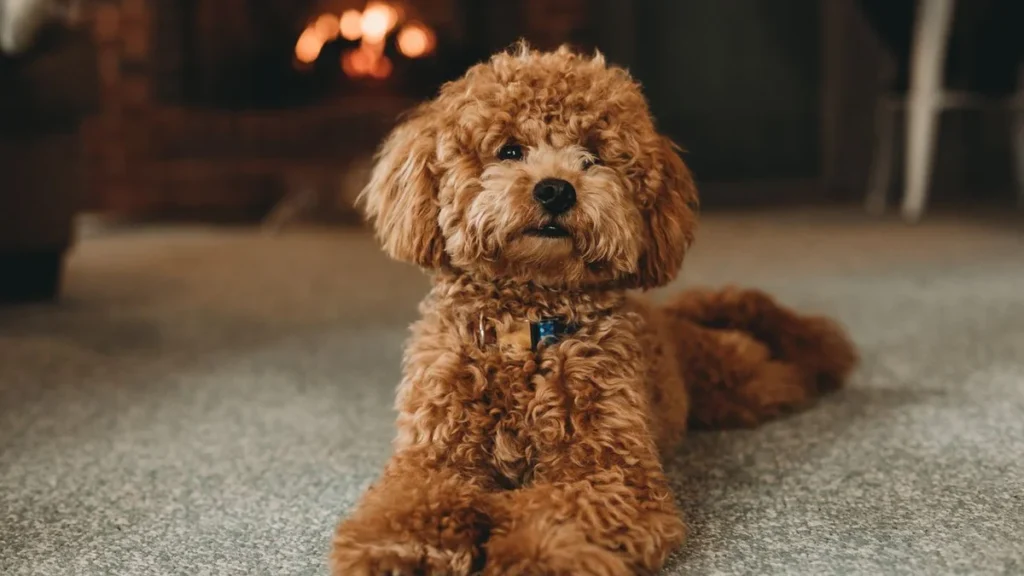Low shedding apartment dog breed indoors