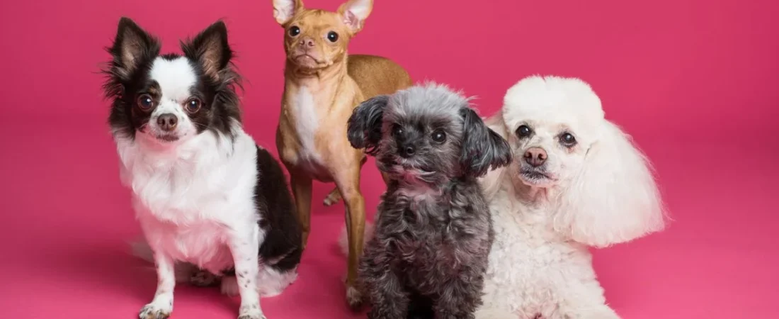 Best Apartment Dog Breeds: 15 Dogs That Thrive in Small Spaces