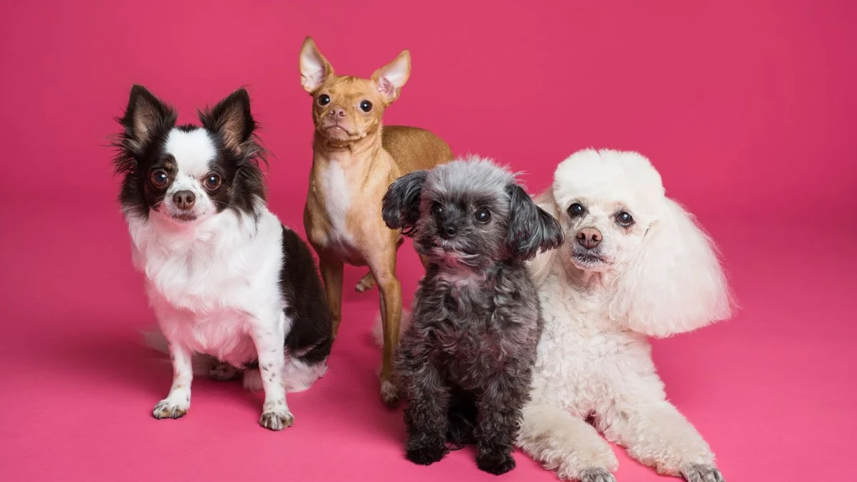 Best Apartment Dog Breeds: 15 Dogs That Thrive in Small Spaces