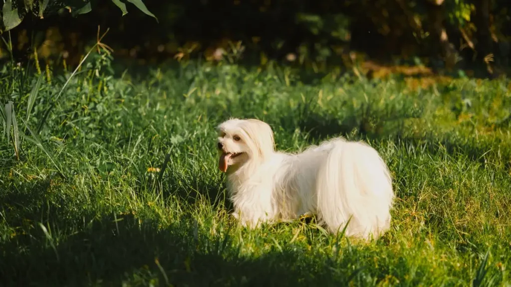 white fluffy bichon frise dog showing low shedding coat dogs don't shed 