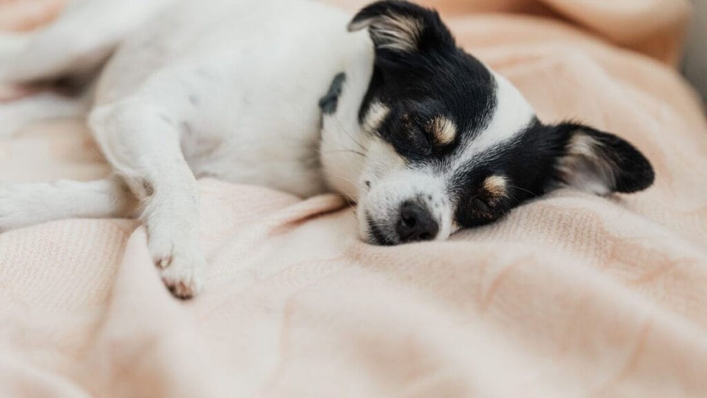 calm relaxed dog at home after anxiety training
