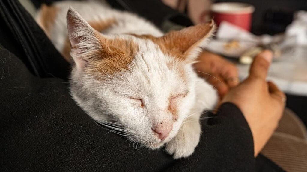 contented cat sleeping peacefully on owner