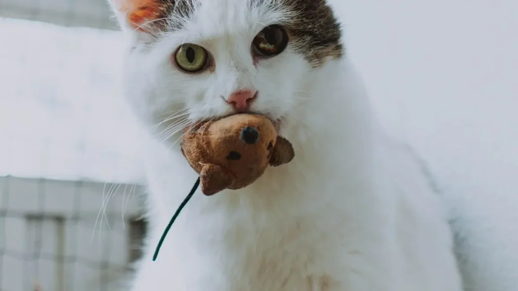 Cat carrying a toy to bring to owner