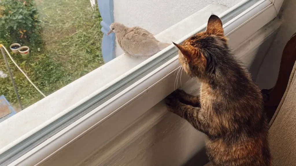 Cat that chirps at birds through a window