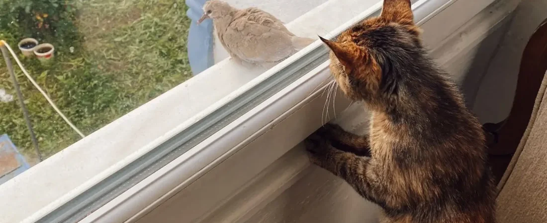 Why Do Cats Chirp at Birds? Everything Cat Owners Need to Know