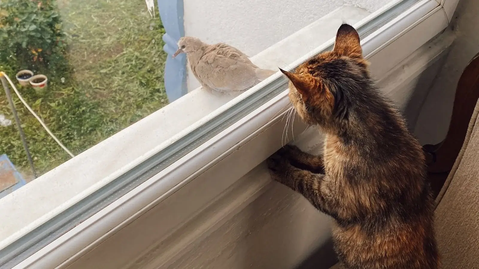 Why Do Cats Chirp at Birds? Everything Cat Owners Need to Know