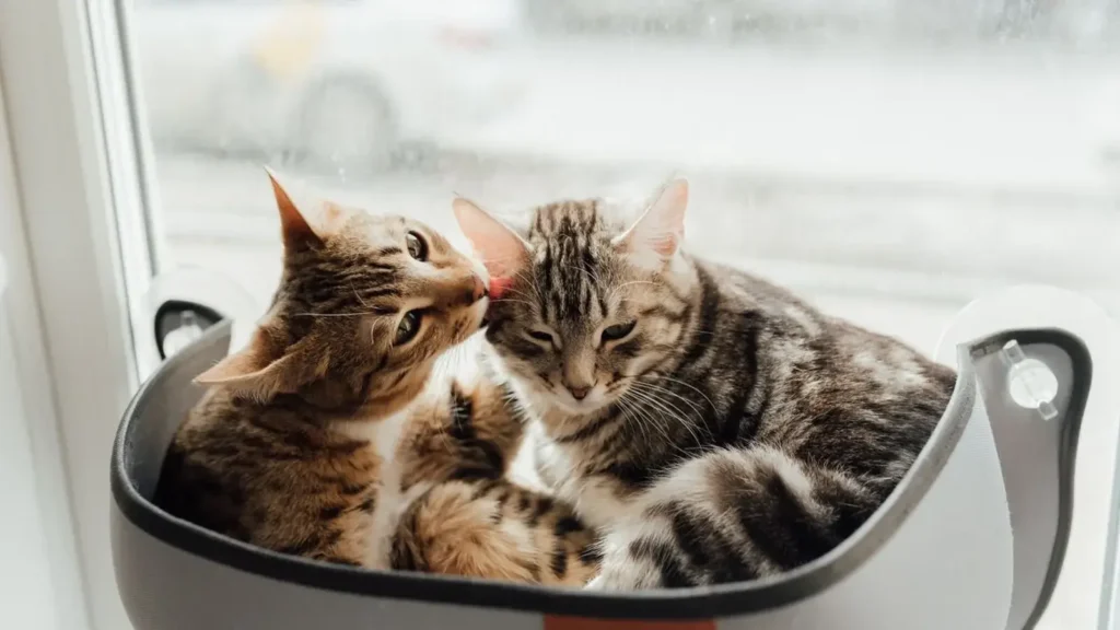 Two cats grooming each other as a bonding behavior