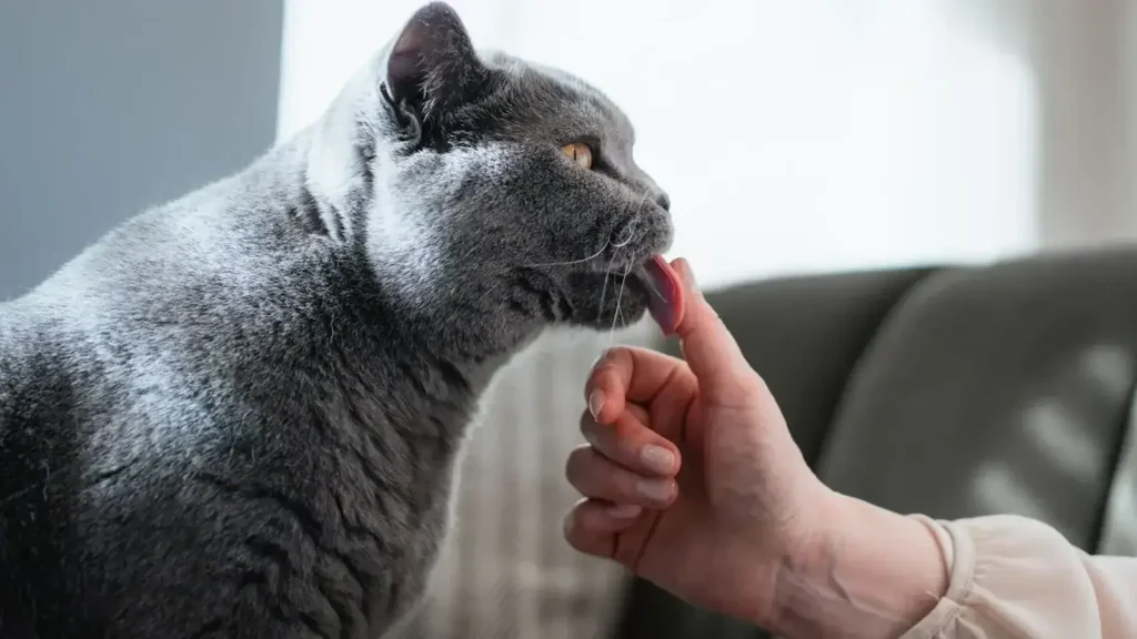 Cat that licks you then bites you gently