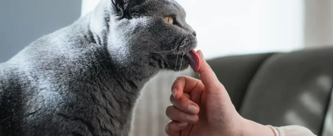 Why Do Cats Lick You Then Bite You? 9 Reasons Explained