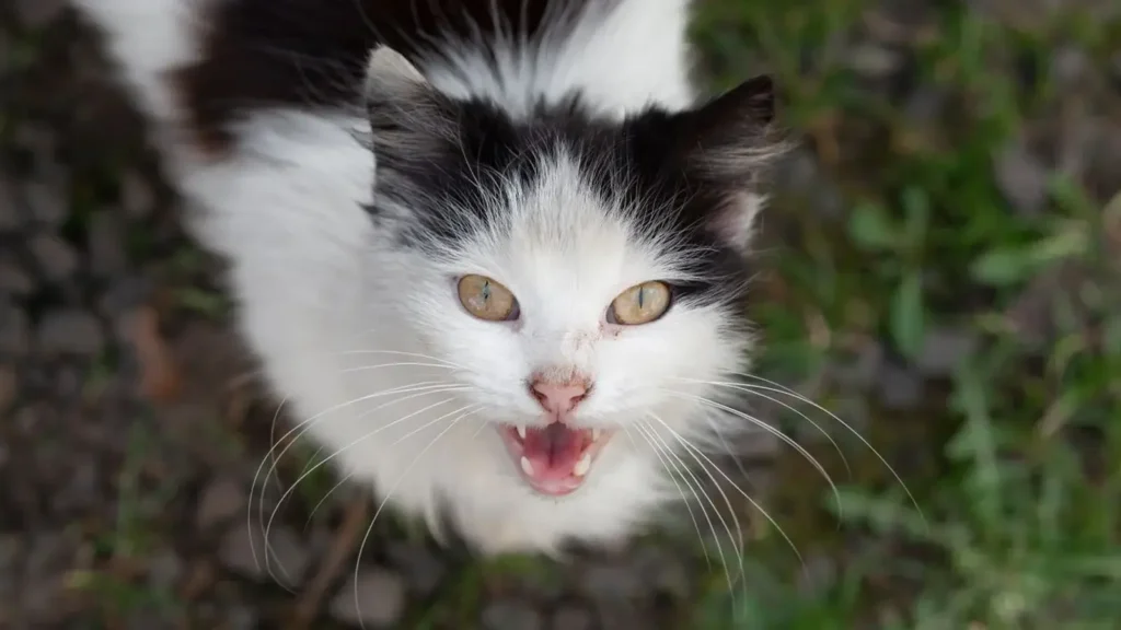 Cat meowing while bringing a toy to owner