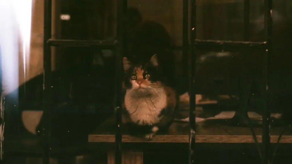 cat sitting at window meowing at night