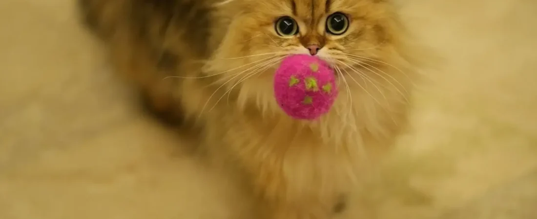 Why Does My Cat Bring Me Toys? 8 Surprising Reasons Explained