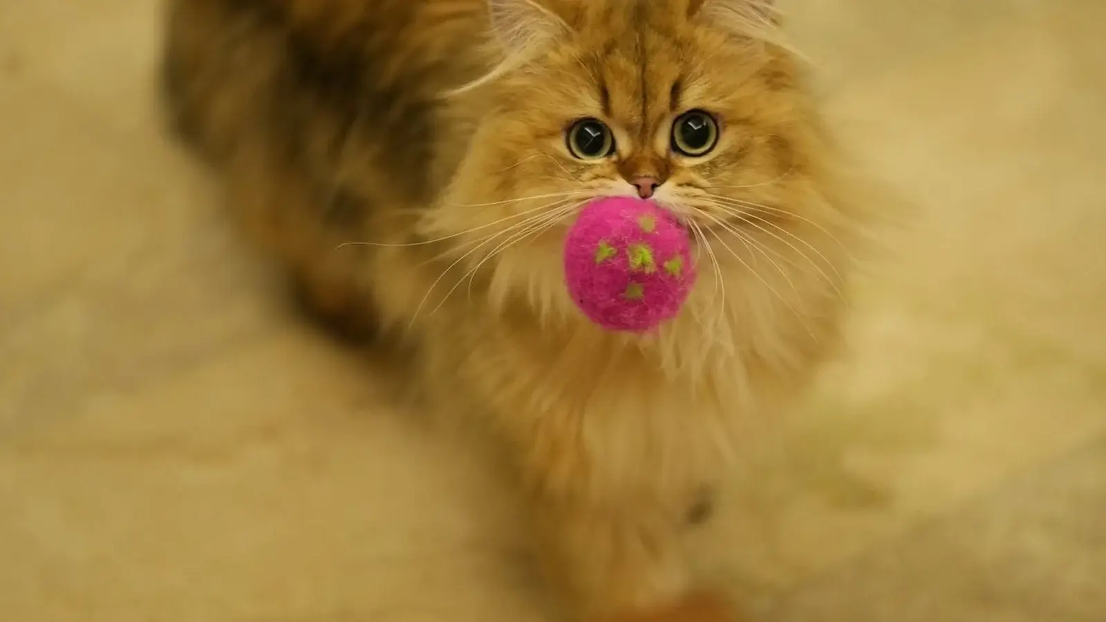 Why Does My Cat Bring Me Toys? 8 Surprising Reasons Explained
