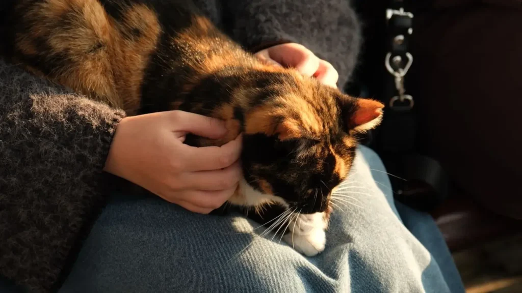 Content cat purring while sitting on owner's lap