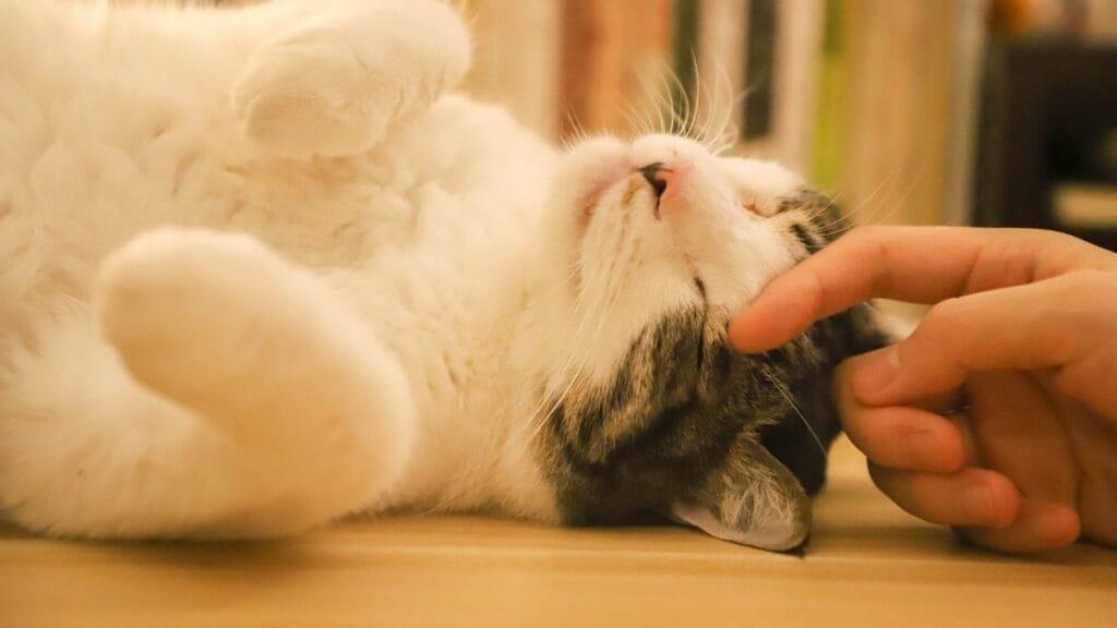 happy cat purring while on owner's chest