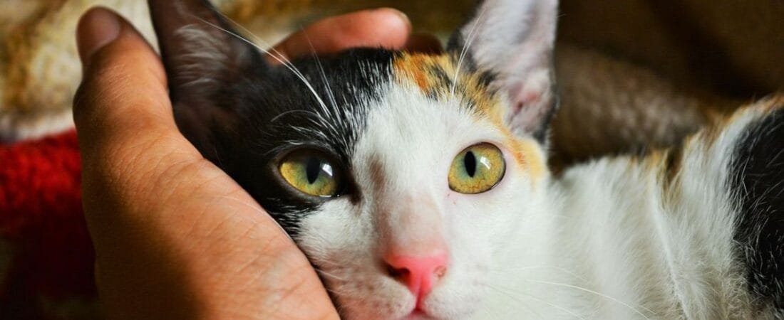 Why Does My Cat Sleep on My Chest? 9 Real Reasons Every Cat Owner Should Know