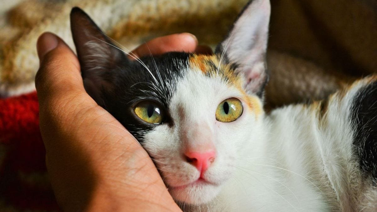 Why Does My Cat Sleep on My Chest? 9 Real Reasons Every Cat Owner Should Know