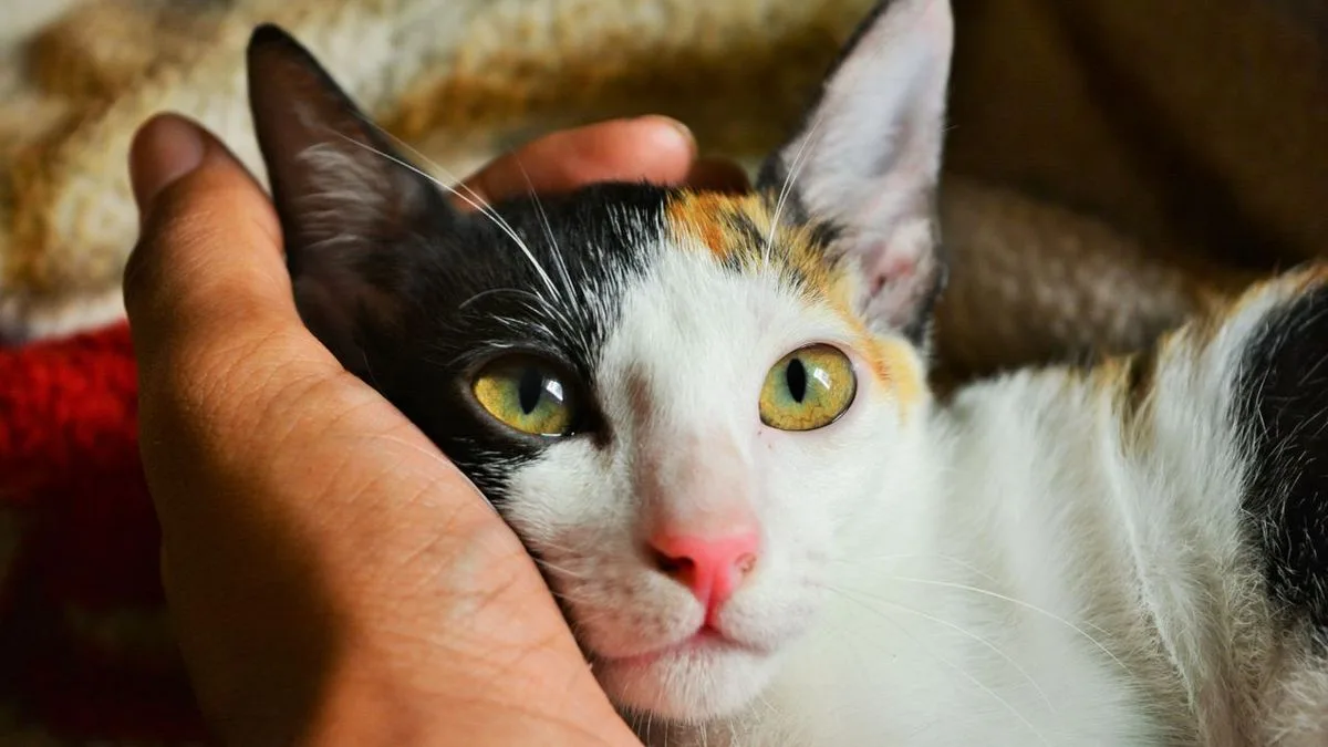 Why Does My Cat Sleep on My Chest? 9 Real Reasons Every Cat Owner Should Know