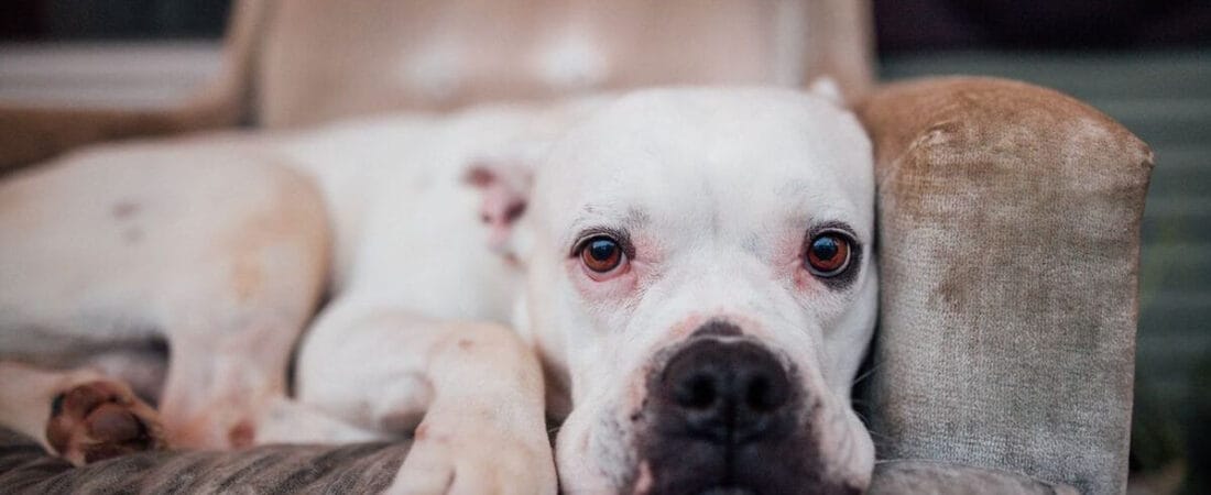 Dog Separation Anxiety: 10 Signs and Real Fixes That Work