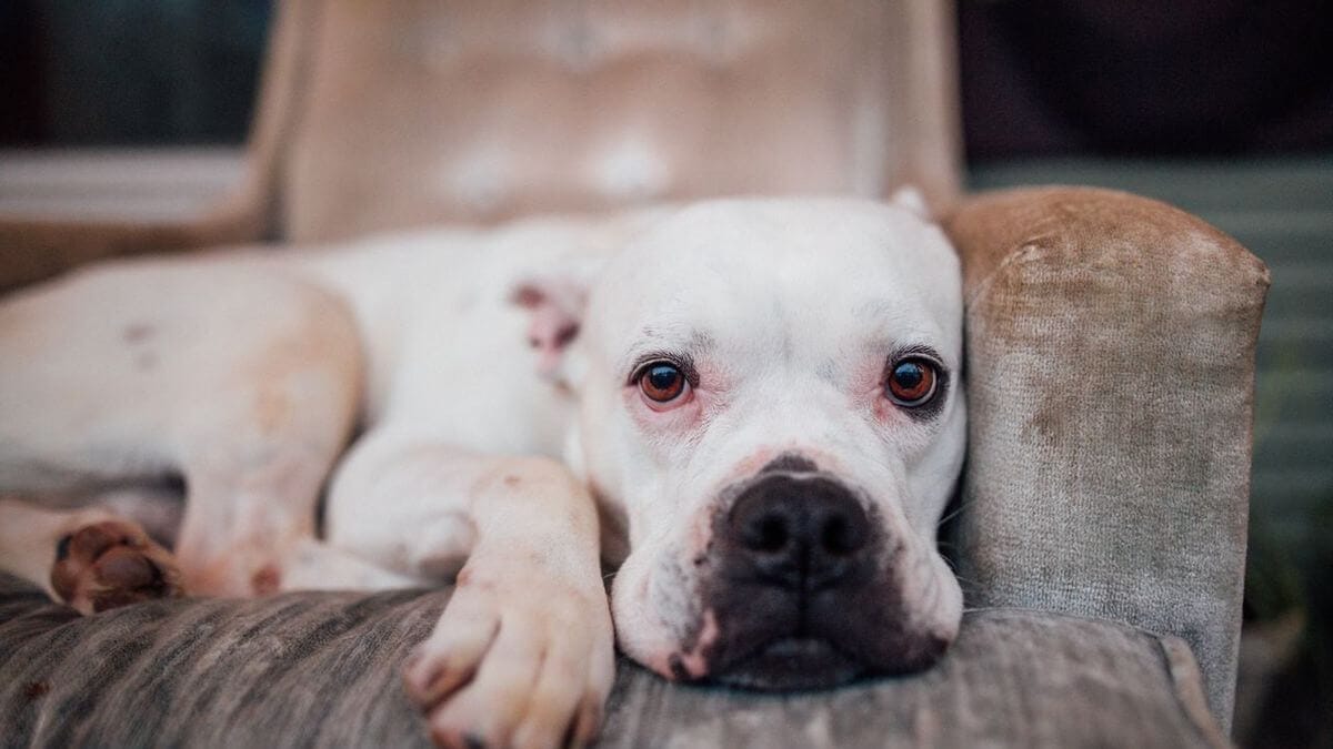 Dog Separation Anxiety: 10 Signs and Real Fixes That Work