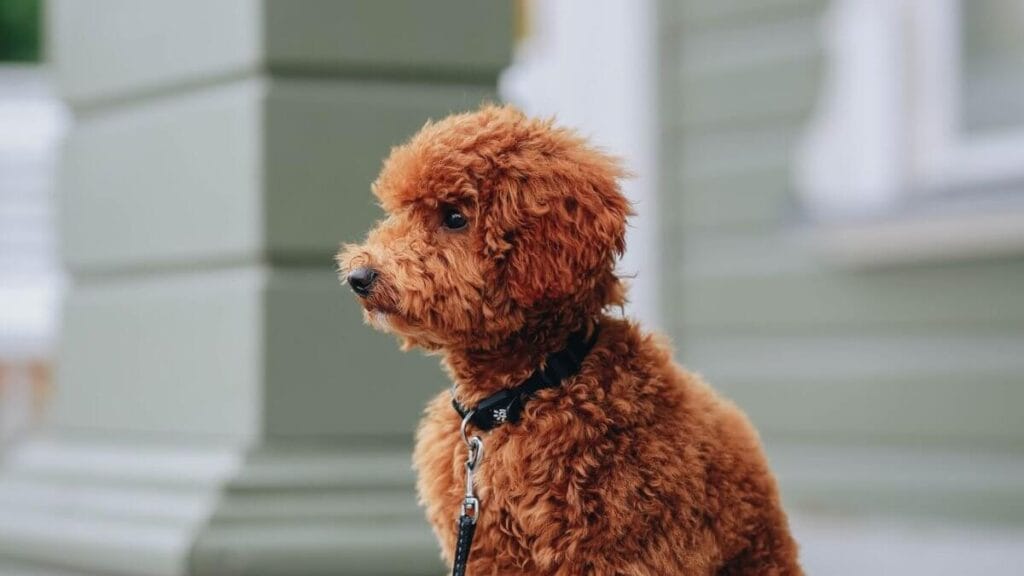 dog owner leaving house calmly during training