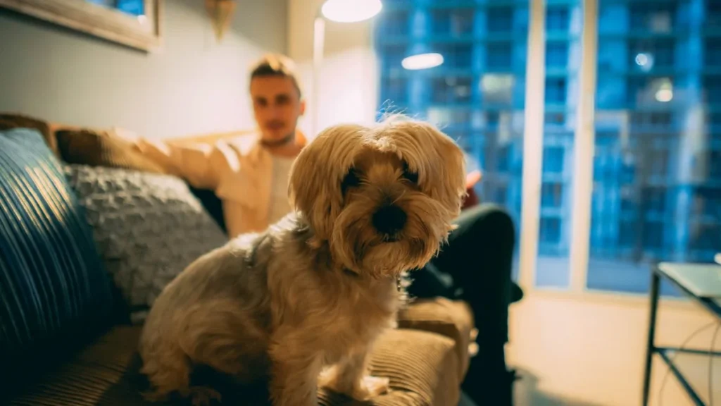 family playing with small dog indoors