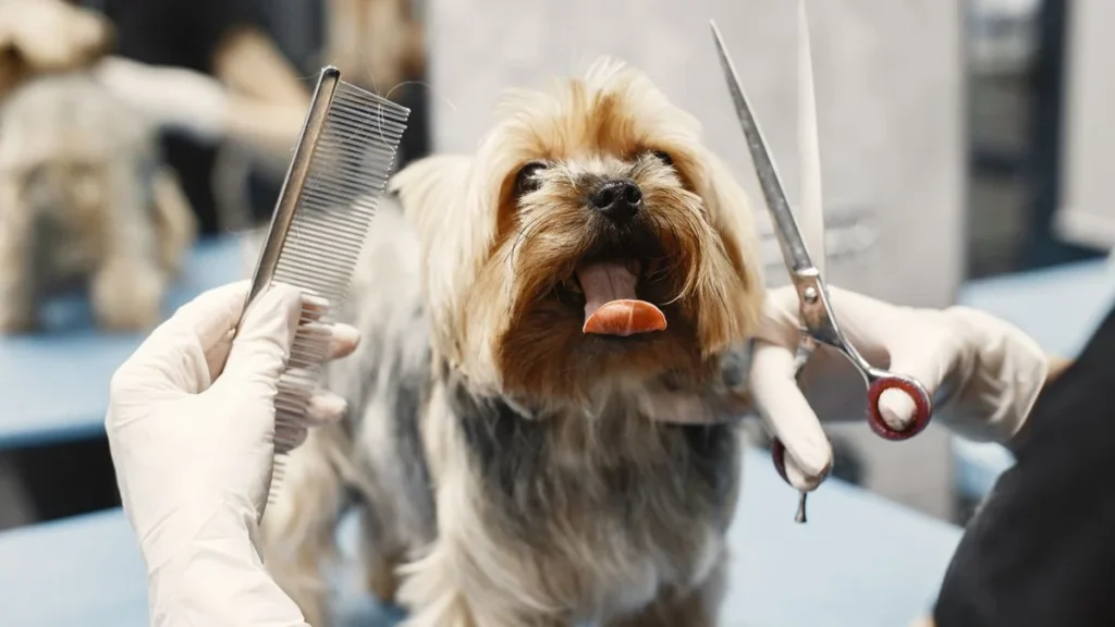 dog being groomed professionally with brush and scissors
