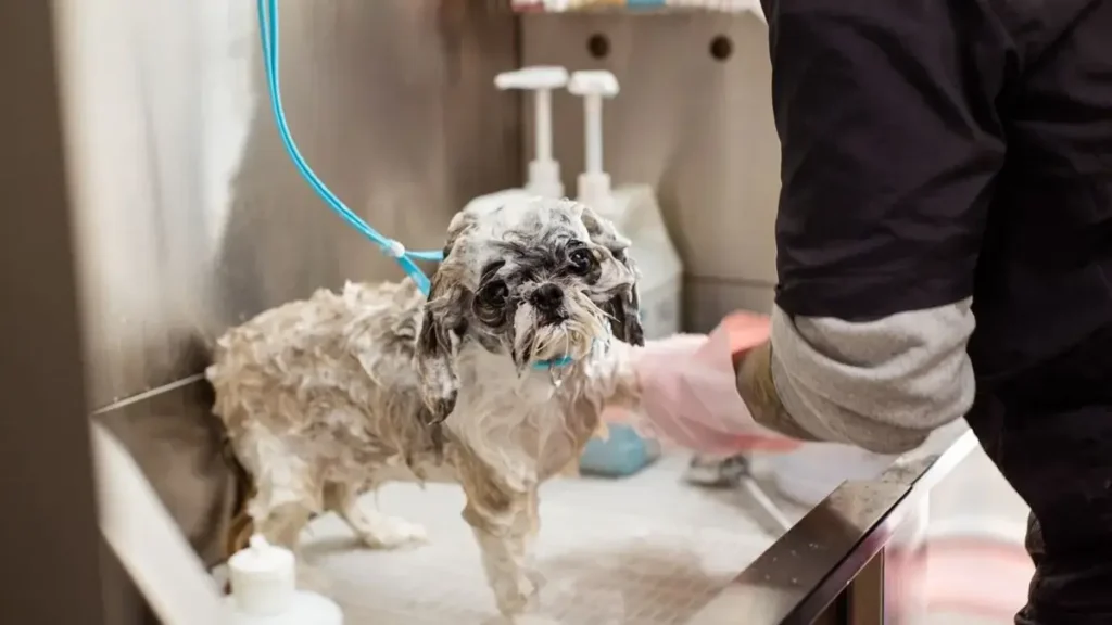 puppy bathing grooming professional care hygiene