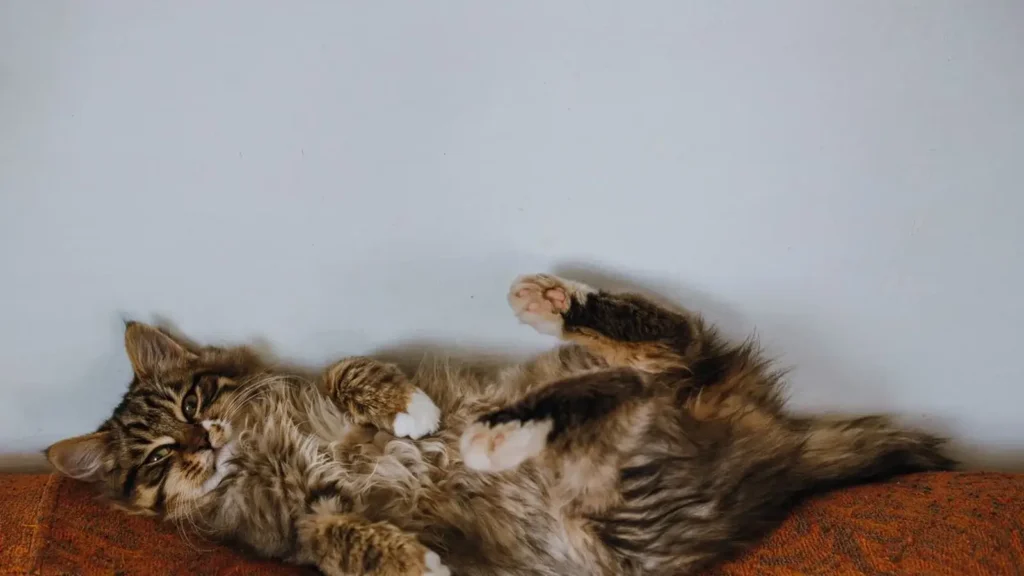 Happy indoor cat relaxing near a window