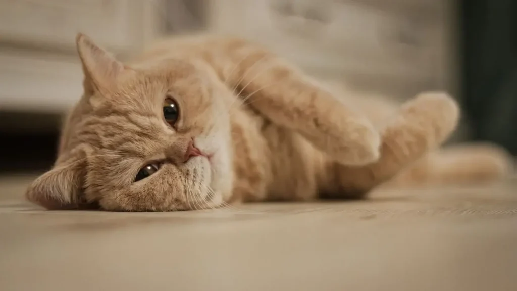 Happy cat purring while relaxing