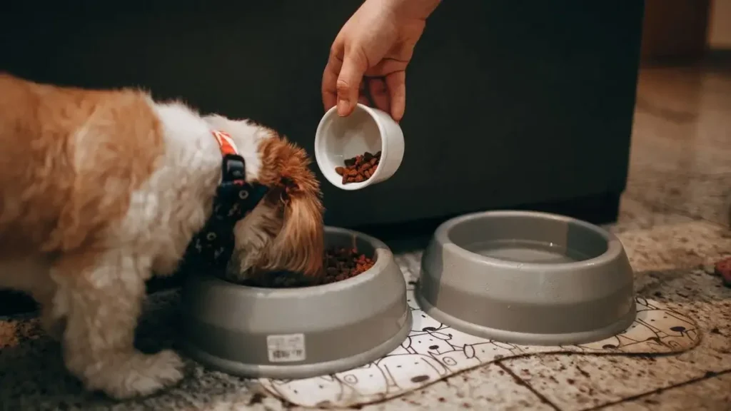 puppy eating from food bowl healthy nutrition