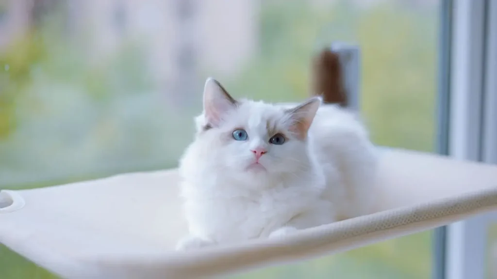 Indoor cat that chirps at birds from a window perch