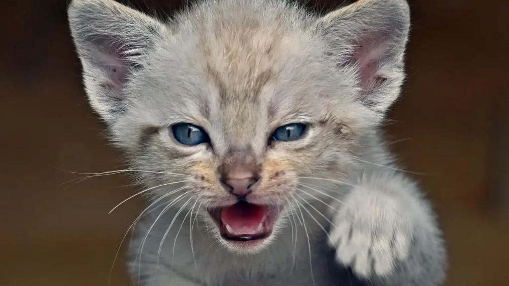 small kitten meowing at night