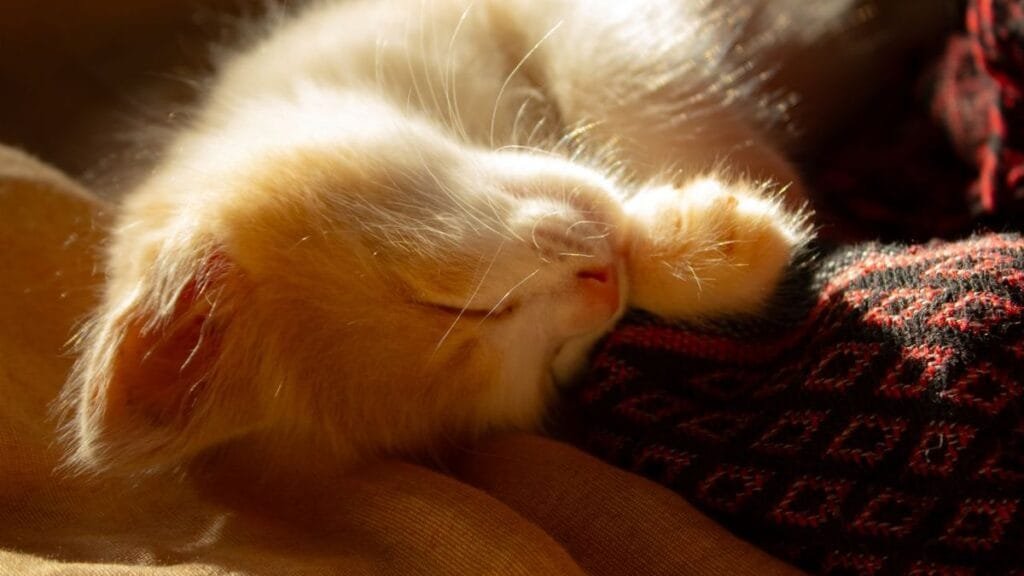kitten resting on owner's chest listening to heartbeat