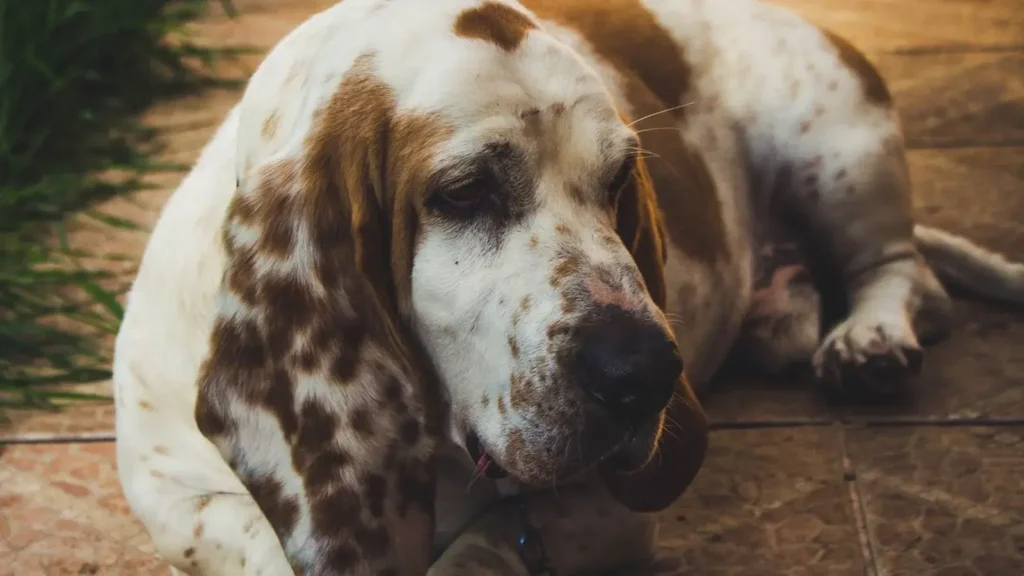 Calm low maintenance Basset Hound resting