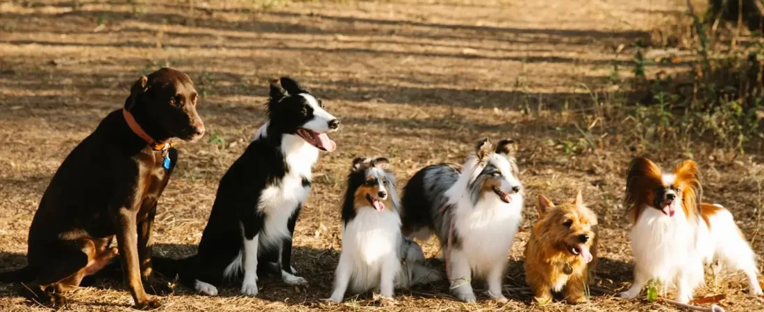 Low Maintenance Dog Breeds: 15 Best Dogs for Busy Owners (2026 Vet-Reviewed Guide)