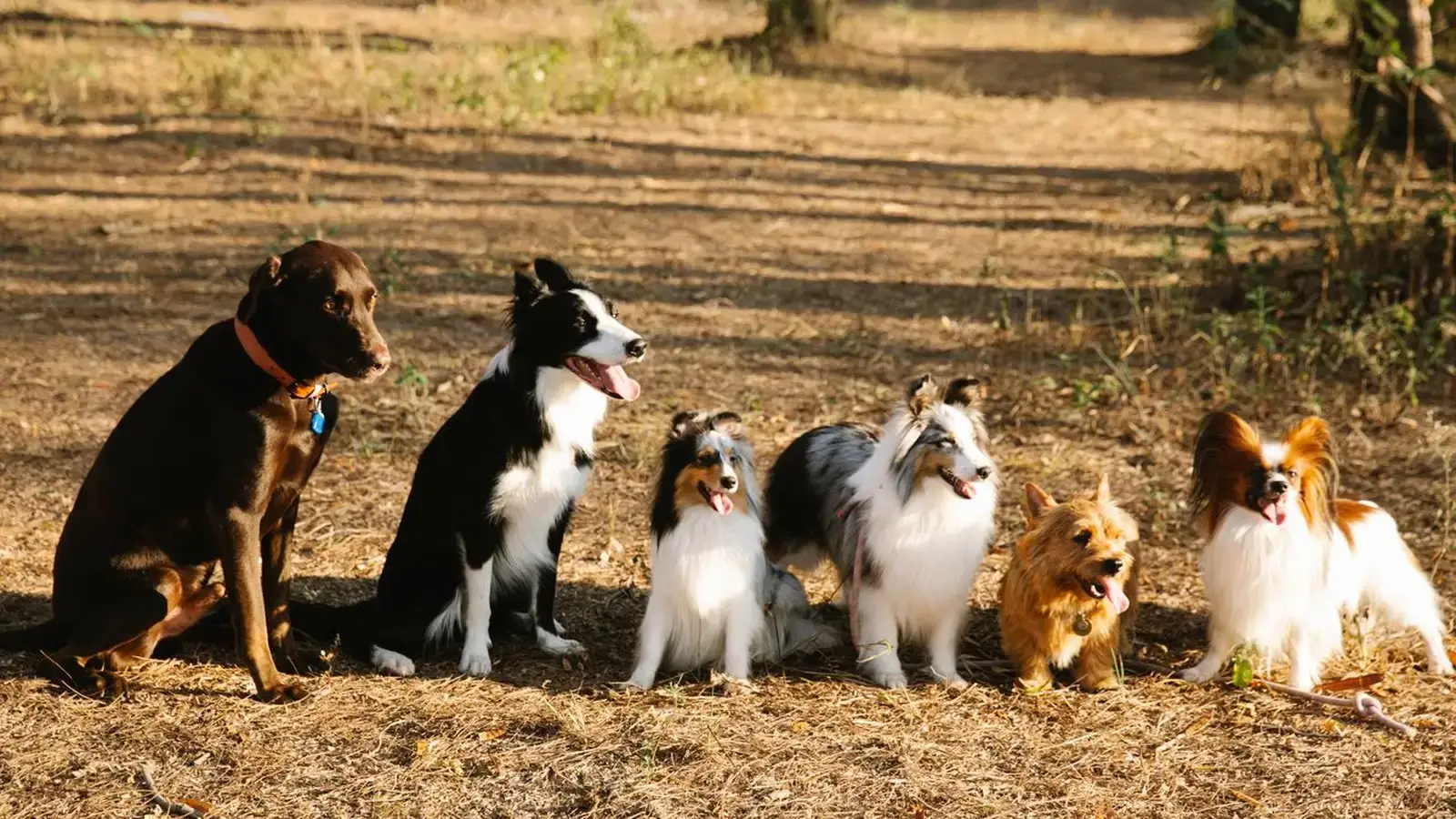 Low Maintenance Dog Breeds: 15 Best Dogs for Busy Owners (2026 Vet-Reviewed Guide)