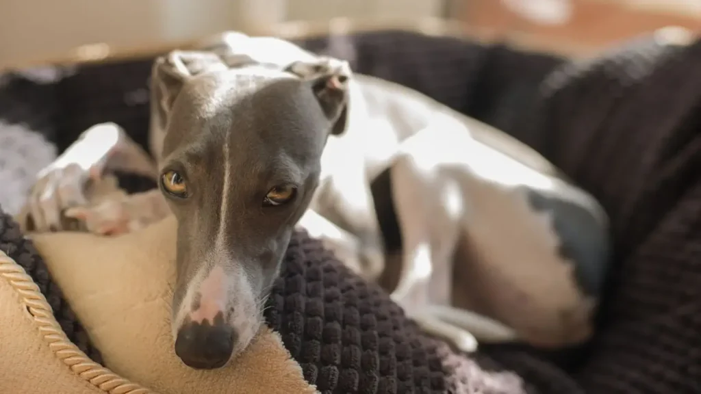 Low maintenance Greyhound lying calmly indoors