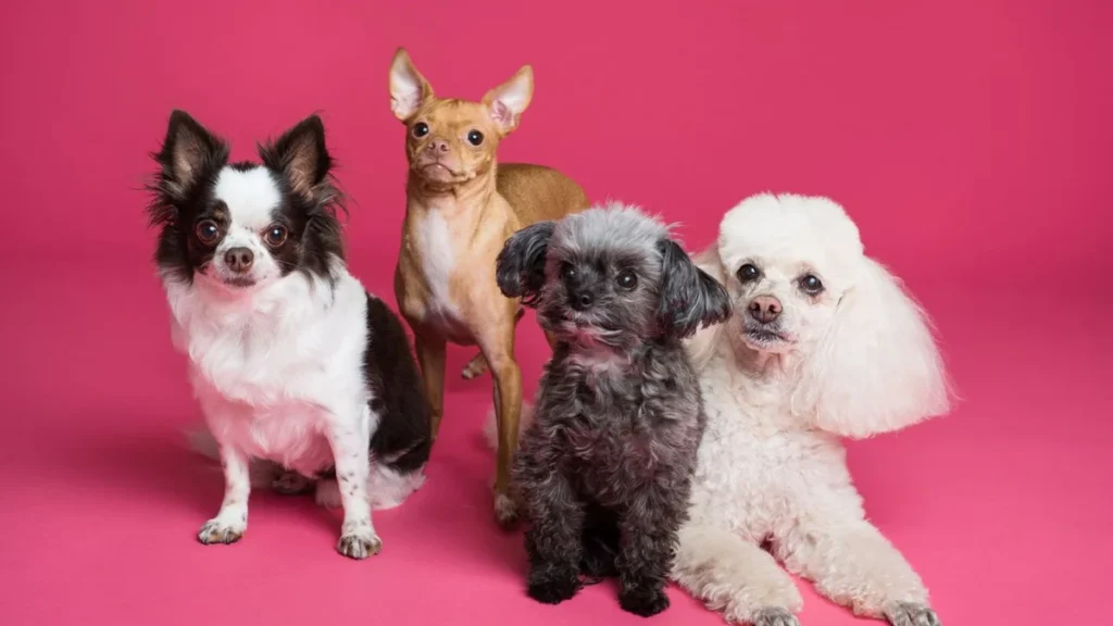 collage of different low shedding dog breeds together
low shedding dog comparison
Before comparison table
