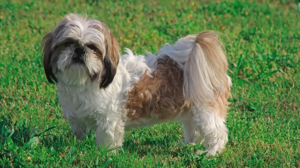 small maltese dog with long silky coat
dogs don't shed 