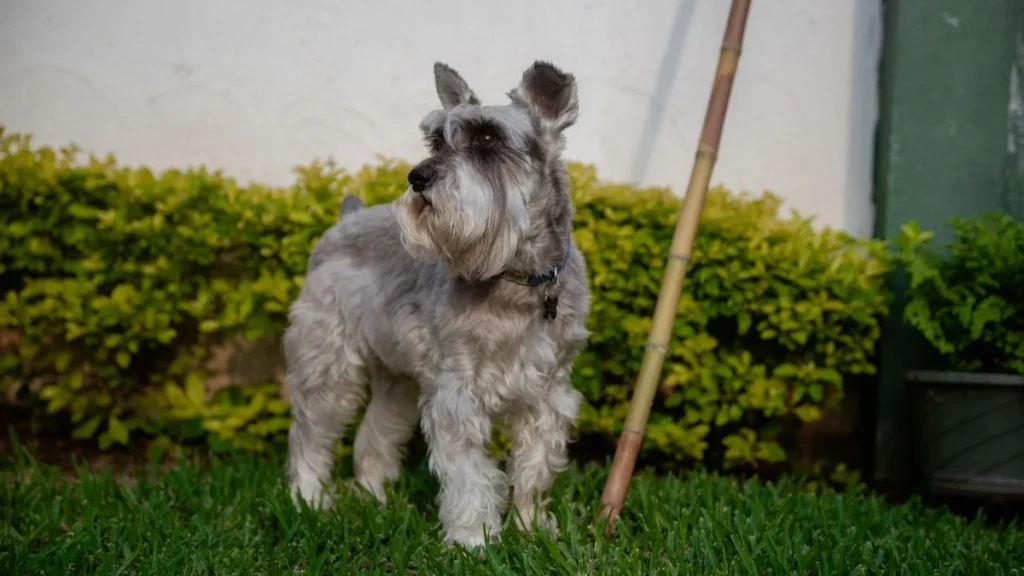 small miniature schnauzer with groomed beard