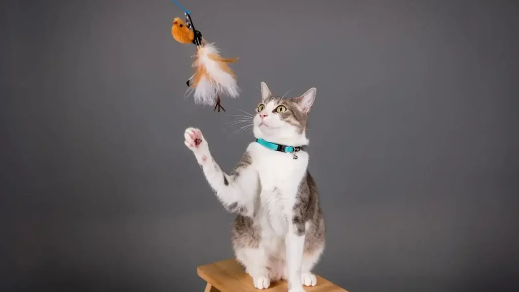 Owner redirecting a cat that licks then bites